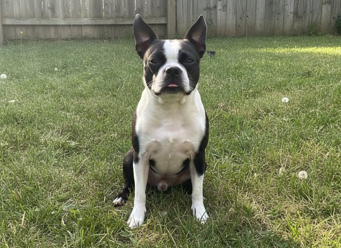 Customer phone photo of a Boston Terrier