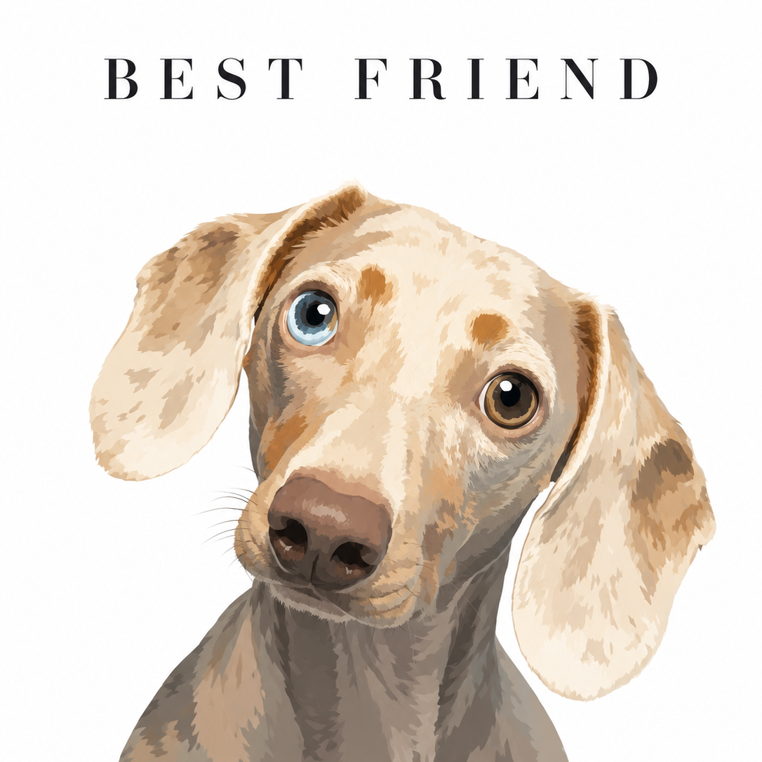 Modern Portrait pet illustration of a dachshund on a white background