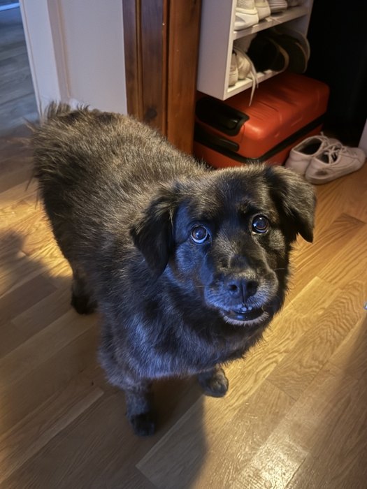 Customer phone photo of a black shepherd mix