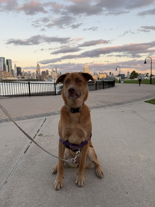 Customer phone photo of a tan mixed-breed dog at dusk